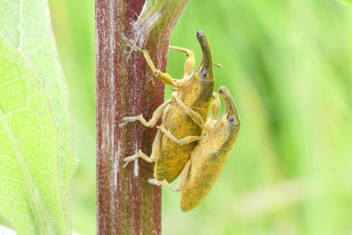 Réf. 231 576 : Lixus pulverulentus